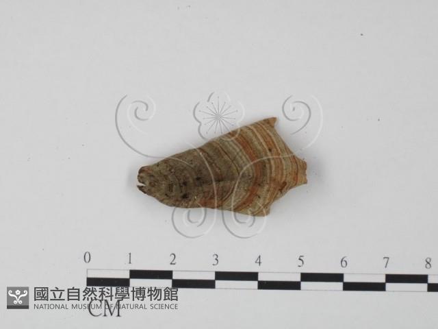 蠔韌革菌藏品圖，第1張