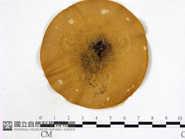 登錄號:F0002224藏品圖，第1張