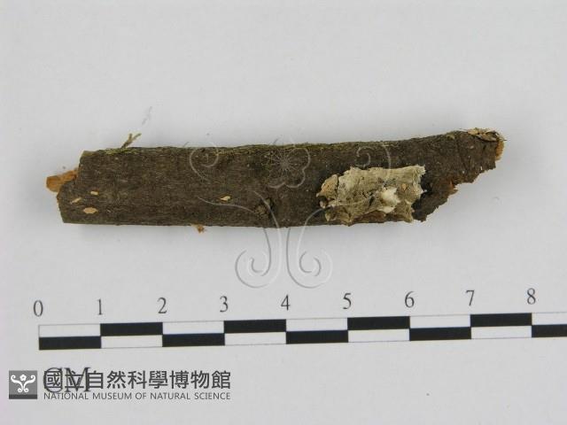 寡孔菌屬藏品圖，第1張