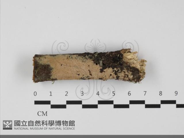 登錄號:F0032224藏品圖，第1張
