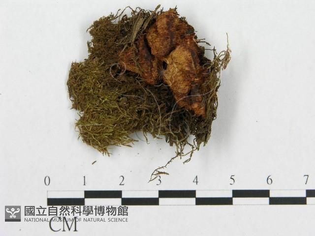 登錄號:F0007224藏品圖，第1張