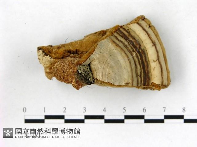 登錄號:F0017224藏品圖，第1張