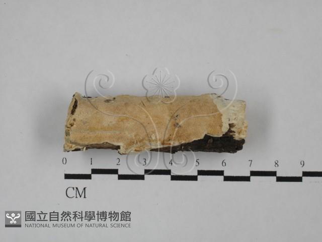 登錄號:F0025224藏品圖，第1張