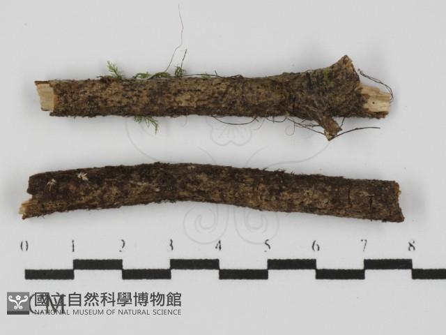 登錄號:F0015224藏品圖，第1張