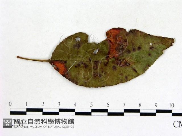 登錄號:F0019224藏品圖，第1張