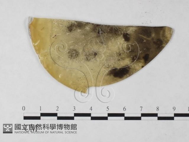 登錄號:F0023224藏品圖，第1張