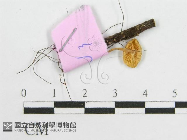 登錄號:F0013224藏品圖，第1張