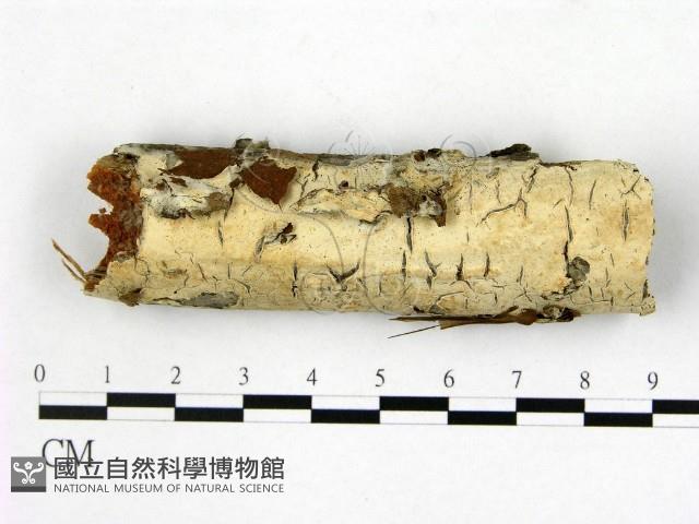 登錄號:F0020824藏品圖，第1張