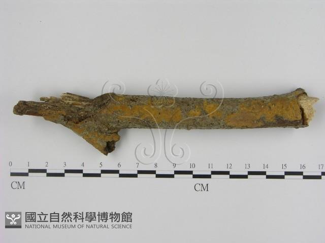刺革菌屬藏品圖，第1張