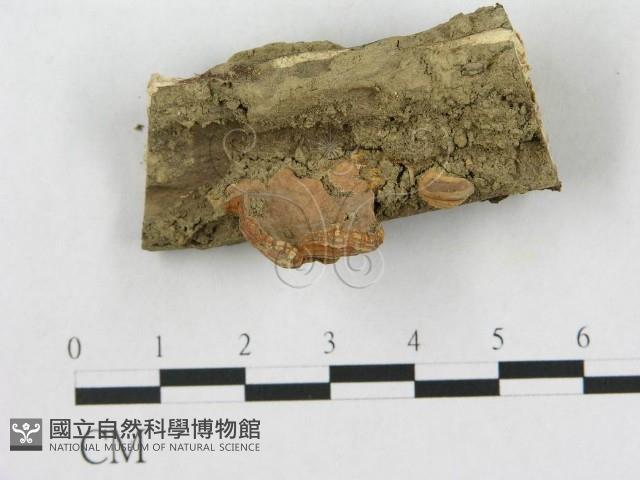 登錄號:F0010824藏品圖，第1張