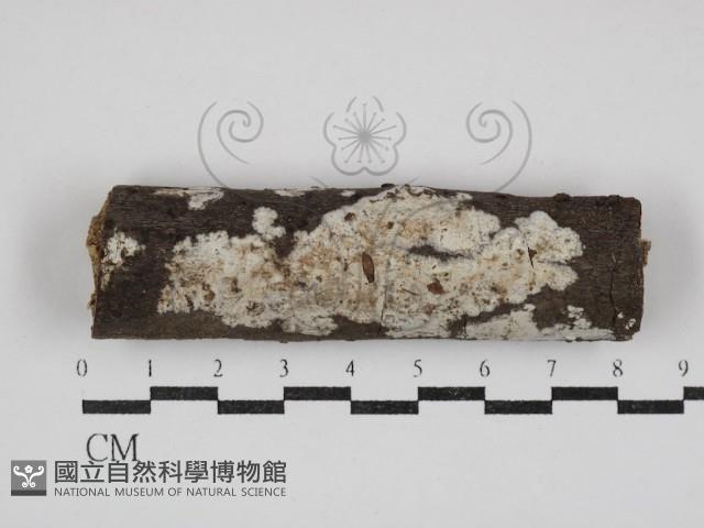 刺皮菌屬藏品圖，第1張