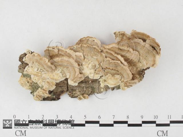 附毛菌屬藏品圖，第1張