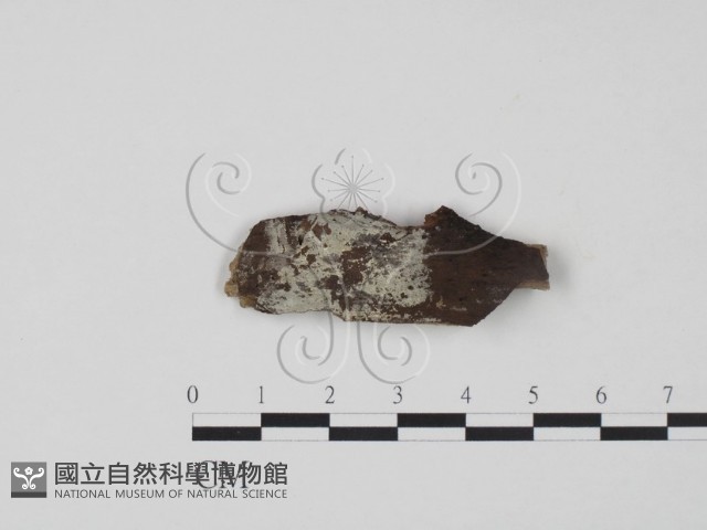 登錄號:F0016824藏品圖，第1張