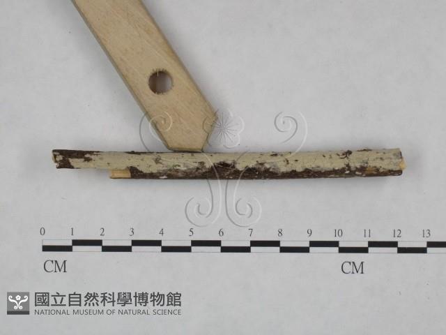 登錄號:F0021824藏品圖，第1張