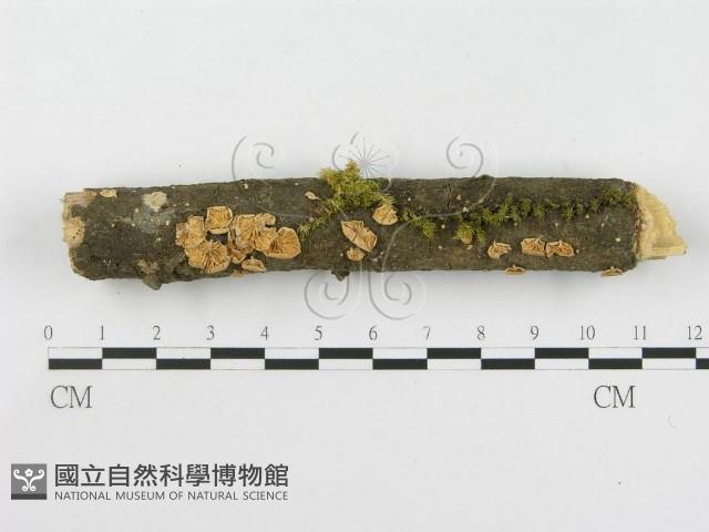 登錄號:F0001824藏品圖，第1張