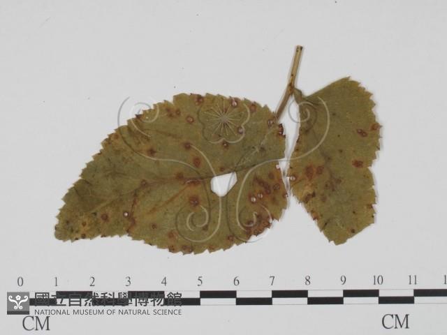 登錄號:F0011824藏品圖，第1張