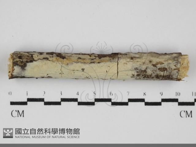 剛毛絲皮菌藏品圖，第1張