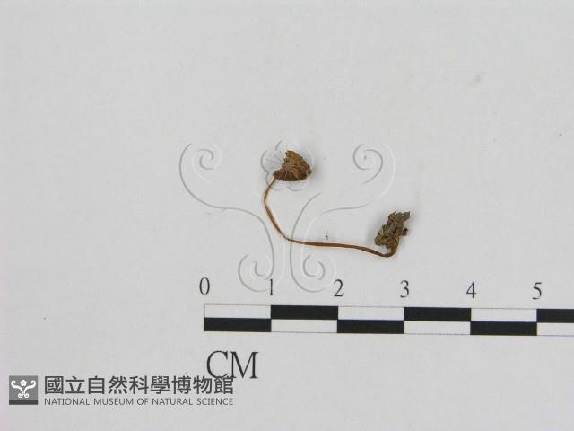 小菇屬藏品圖，第1張