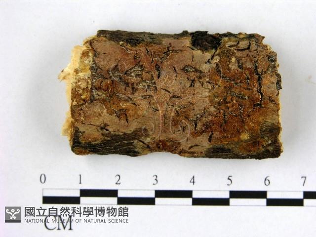 登錄號:F0014824藏品圖，第1張