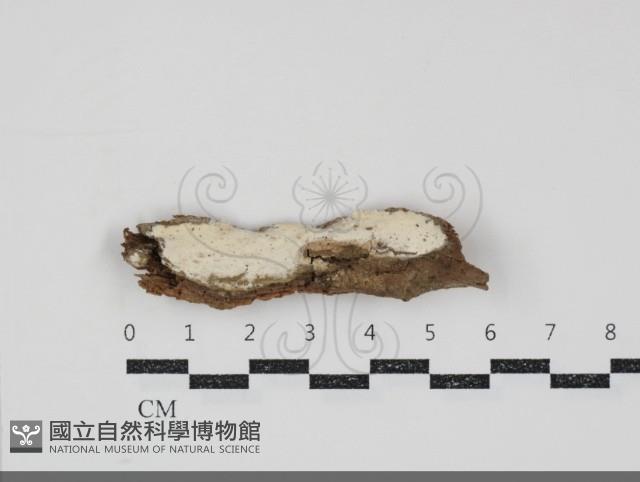 登錄號:F0034824藏品圖，第1張