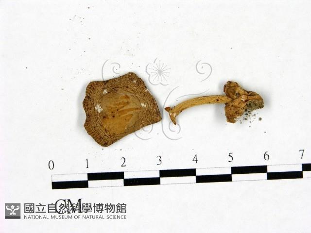 登錄號:F0022824藏品圖，第1張