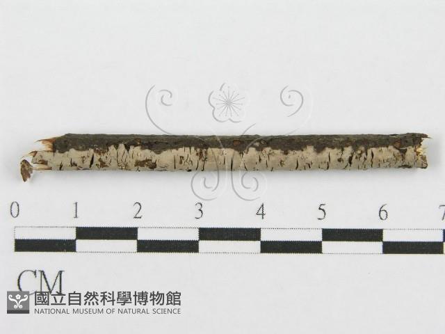 筍殼菌屬藏品圖，第1張