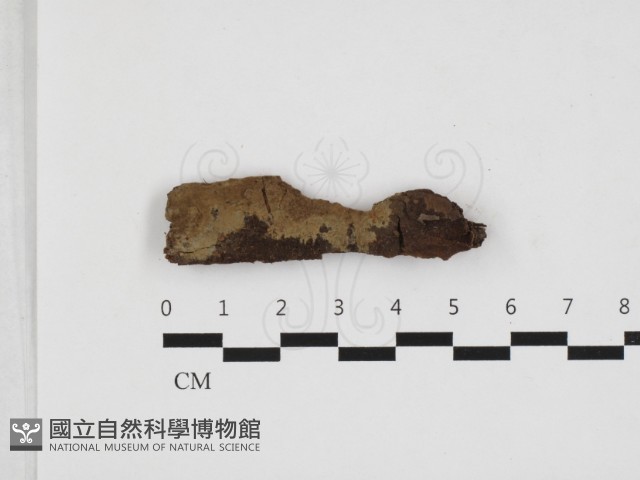 登錄號:F0032824藏品圖，第1張
