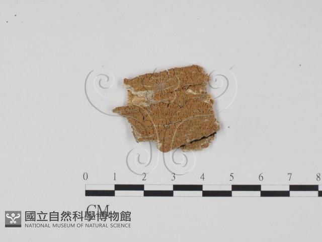 登錄號:F0017824藏品圖，第1張