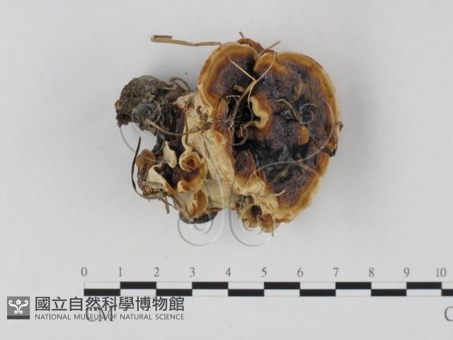 登錄號:F0025824藏品圖，第1張