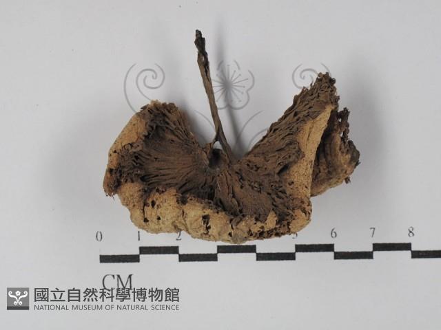 登錄號:F0029824藏品圖，第1張