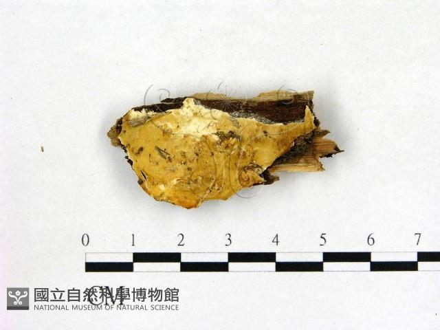登錄號:F0019824藏品圖，第1張