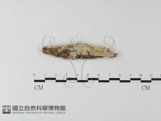 絲齒菌屬藏品圖，第1張