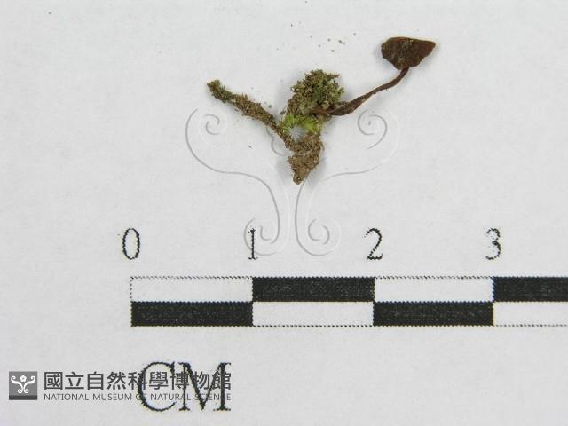 盔孢傘屬藏品圖，第1張