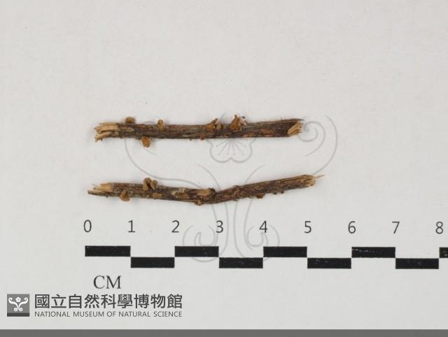 微皮傘屬藏品圖，第1張