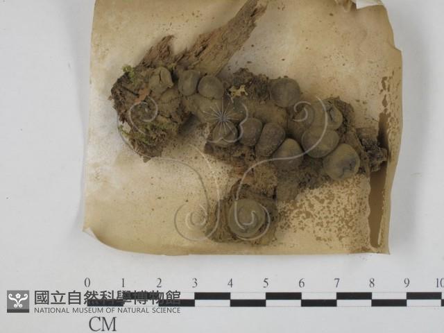 登錄號:F0008924藏品圖，第1張