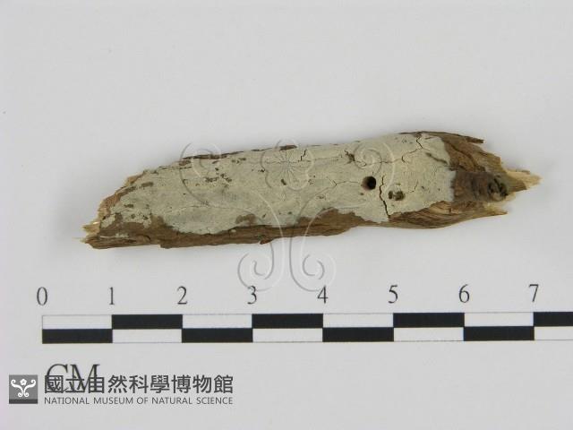 剛毛絲皮菌藏品圖，第1張