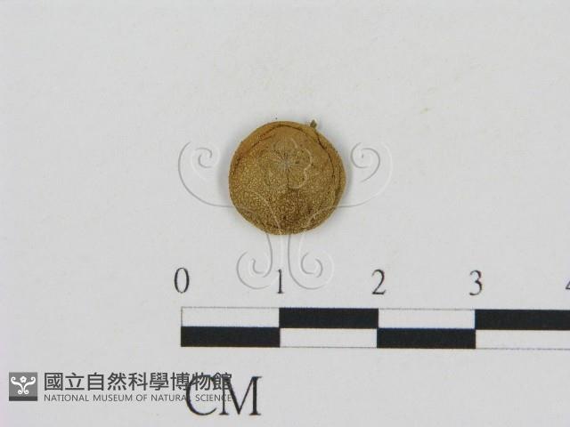 登錄號:F0010924藏品圖，第1張
