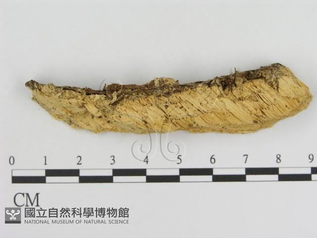 登錄號:F0006924藏品圖，第1張