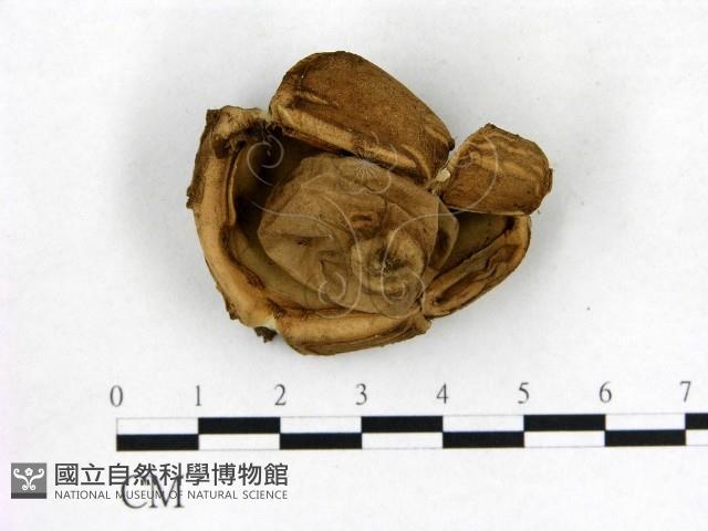 登錄號:F0021924藏品圖，第1張