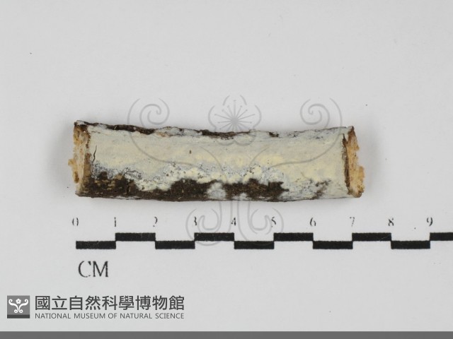 登錄號:F0031924藏品圖，第1張