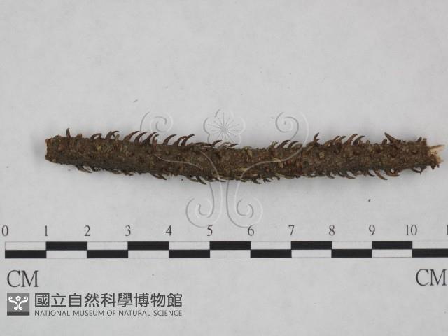 登錄號:F0024924藏品圖，第1張