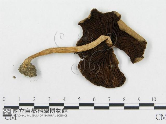 登錄號:F0004924藏品圖，第1張