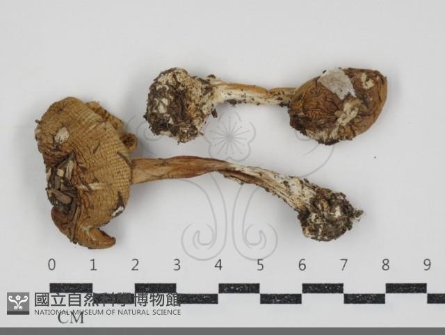 登錄號:F0034924藏品圖，第1張