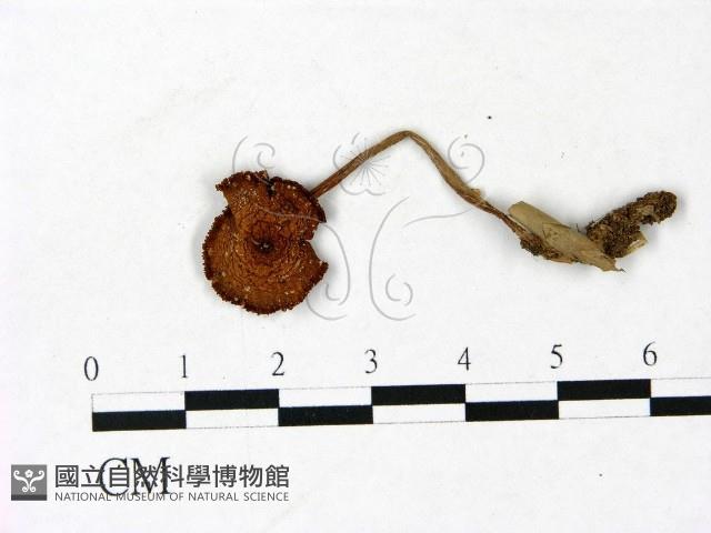 登錄號:F0022924藏品圖，第1張