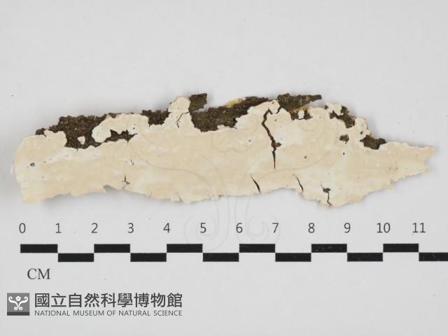 登錄號:F0032924藏品圖，第1張