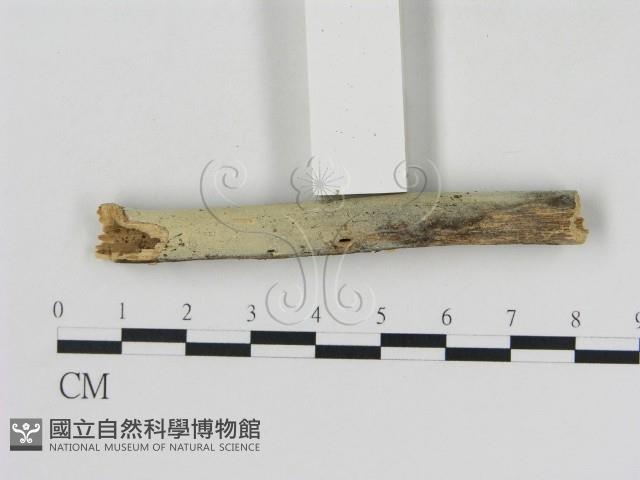 登錄號:F0007924藏品圖，第1張