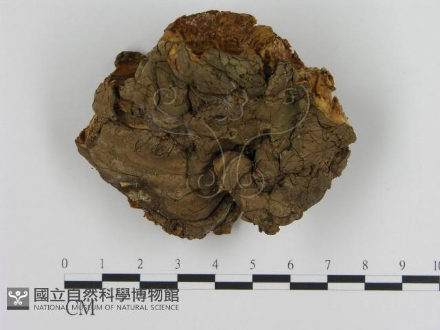 登錄號:F0017924藏品圖，第1張