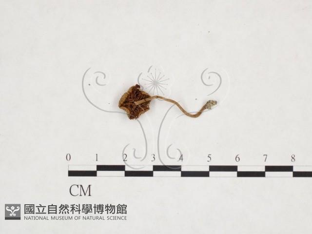 登錄號:F0025924藏品圖，第1張