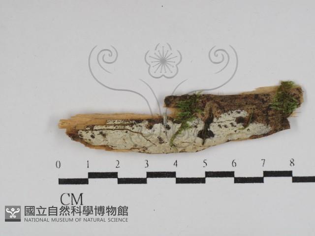 登錄號:F0029924藏品圖，第1張