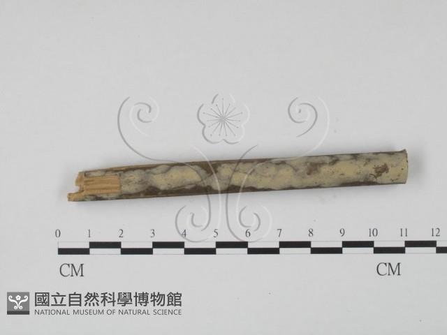 登錄號:F0003924藏品圖，第1張